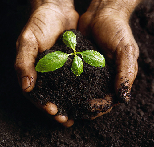 Soil in the uppermost layer